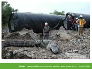 Alligator - measuring 14ft in length, this gator was found during sewage works in Tampa, Florida
 