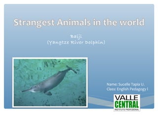 Baiji
(Yangtze River Dolphin) 
Name: Sucelle Tapia U.
Class: English Pedagogy l
 