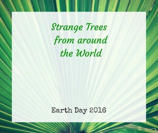Earth Day 2016
Strange Trees
from around
the World
 