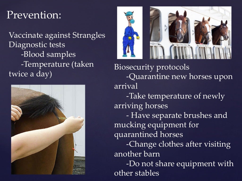 Strangles in Horses