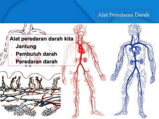 Alat Peredaran Darah
Alat peredaran darah kita
 Jantung
 Pembuluh darah
 Peredaran darah
 