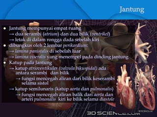 Jantung
 Jantung mempunyai empat ruang
→ dua serambi (atrium) dan dua bilik (ventrikel)
→ letak di dalam rongga dada sebelah kiri
 dibungkus oleh 2 lembar perikardium:
→ lamina panistalis di sebelah luar
→ lamina viseralis yang menempel pada dinding jantung
 Katup pada Jantung
→ katup atrioventikuler (valvula bikuspidal) ada
antara serambi dan bilik
→ fungsi mencegah aliran dari bilik keserambi
selama sistol
→ katup semilunaris (katup aorta dan pulmonalis)
→ fungsi mencegah aliran balik dari aorta dan
arteri pulmonalis kiri ke bilik selama diastole
 