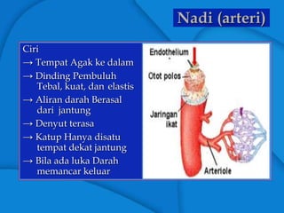 Nadi (arteri)
Ciri
→ Tempat Agak ke dalam
→ Dinding Pembuluh
Tebal, kuat, dan elastis
→ Aliran darah Berasal
dari jantung
→ Denyut terasa
→ Katup Hanya disatu
tempat dekat jantung
→ Bila ada luka Darah
memancar keluar
 