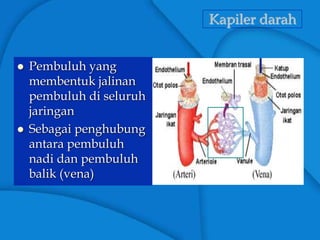 Kapiler darah
 Pembuluh yang
membentuk jalinan
pembuluh di seluruh
jaringan
 Sebagai penghubung
antara pembuluh
nadi dan pembuluh
balik (vena)
 