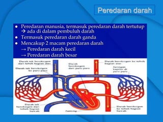 Peredaran darah
 Peredaran manusia, termasuk peredaran darah tertutup
 ada di dalam pembuluh darah
 Termasuk peredaran darah ganda
 Mencakup 2 macam peredaran darah
→ Peredaran darah kecil
→ Peredaran darah besar
 