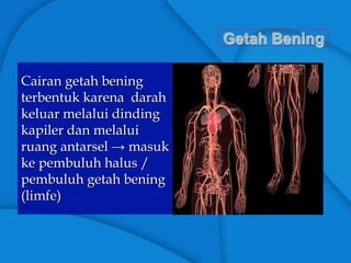 Getah Bening
Cairan getah bening
terbentuk karena darah
keluar melalui dinding
kapiler dan melalui
ruang antarsel → masuk
ke pembuluh halus /
pembuluh getah bening
(limfe)
 