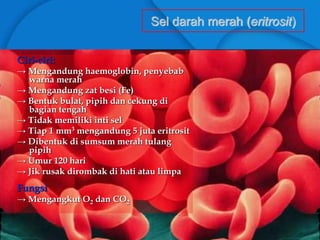Sel darah merah (eritrosit)
Ciri-ciri:
→ Mengandung haemoglobin, penyebab
warna merah
→ Mengandung zat besi (Fe)
→ Bentuk bulat, pipih dan cekung di
bagian tengah
→ Tidak memiliki inti sel
→ Tiap 1 mm3 mengandung 5 juta eritrosit
→ Dibentuk di sumsum merah tulang
pipih
→ Umur 120 hari
→ Jik rusak dirombak di hati atau limpa
Fungsi
→ Mengangkut O2 dan CO2
 