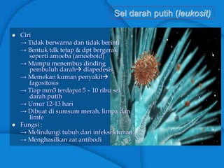 Sel darah putih (leukosit)
 Ciri
→ Tidak berwarna dan tidak berinti
→ Bentuk tdk tetap & dpt bergerak
seperti amoeba (amoeboid)
→ Mampu menembus dinding
pembuluh darah diapedesis
→ Memekan kuman penyakit
fagositosis
→ Tiap mm3 terdapat 5 – 10 ribu sel
darah putih
→ Umur 12-13 hari
→ Dibuat di sumsum merah, limpa dan
limfe
 Fungsi :
→ Melindungi tubuh dari infeksi kuman
→ Menghasilkan zat antibodi
 