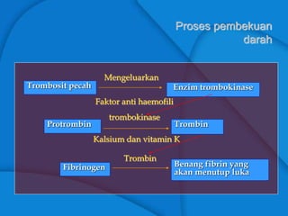 Proses pembekuan
darah
Trombosit pecah
Mengeluarkan
Enzim trombokinase
Protrombin
Faktor anti haemofili
trombokinase
Trombin
Kalsium dan vitamin K
Fibrinogen Benang fibrin yang
akan menutup luka
Trombin
 