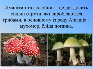 Аманітин та фалоїдин – це дві досить
сильні отрути, які виробляються
грибами, в основному із роду Amanita –
мухомор, бліда поганка.

 