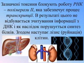 Зазначені токсини блокують роботу РНК
– полімерази ІІ, яка забезпечує процес
транскрипції. В результаті цього не
відбувається зчитування інформації з
ДНК і як наслідок порушується синтез
білків. Згодом наступає лізис (руйнація)
клітин.

 