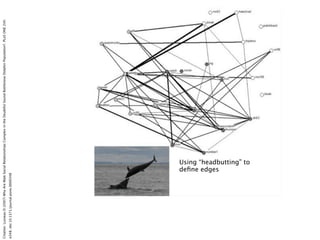 Citation: Lusseau D (2007) Why Are Male Social Relationships Complex in the Doubtful Sound Bottlenose Dolphin Population?....