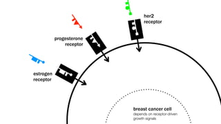 her2
                                receptor


           progesterone
               receptor




estrogen
receptor




                          breast cancer cell
                          depends on receptor-driven
                          growth signals
 