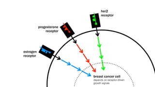 her2
                                receptor


           progesterone
               receptor




estrogen
receptor




                          breast cancer cell
                          depends on receptor-driven
                          growth signals
 