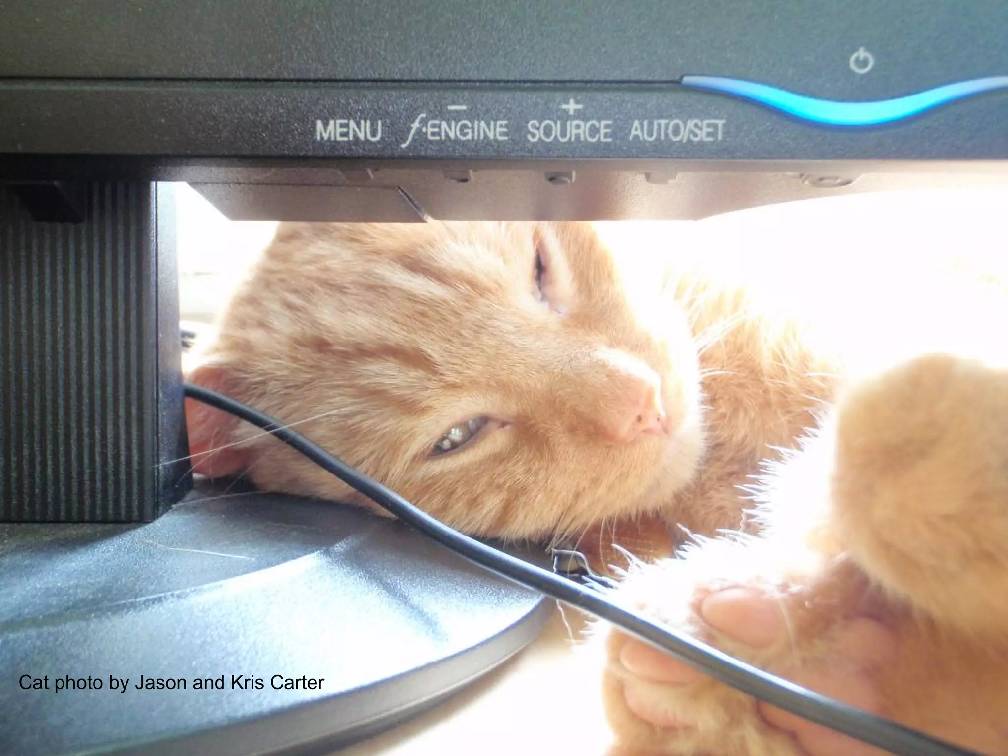 Cat photo by Jason and Kris Carter
 