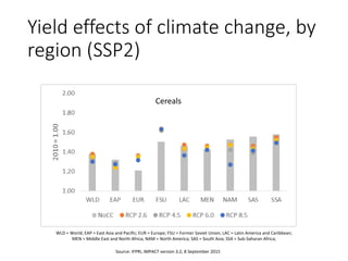 Yield effects of climate change, by
region (SSP2)
Cereals
Source: IFPRI, IMPACT version 3.2, 8 September 2015
WLD = World; EAP = East Asia and Pacific; EUR = Europe; FSU = Former Soviet Union; LAC = Latin America and Caribbean;
MEN = Middle East and North Africa; NAM = North America; SAS = South Asia; SSA = Sub-Saharan Africa;
 