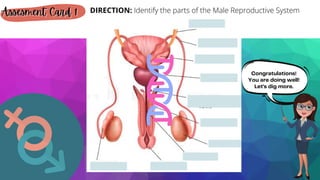Congratulations!
You are doing well!
Let's dig more.
Assesment Card 1
Assesment Card 1
Assesment Card 1 DIRECTION: Identify the parts of the Male Reproductive System
 