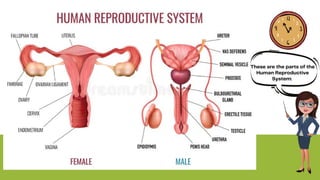 These are the parts of the
Human Reproductive
System:
 