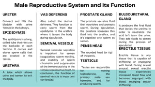 Male Reproductive System and its Function
Connect and fills the
bladder with urine
formed in the kidneys.
URETER
Also called the ductus
deferens. They function to
carry sperm from the
epididymis to the urethra
where it leaves the body
during ejaculation.
VAS DEFERENS
The prostate secretes fluid
that nourishes and protects
sperm. During ejaculation,
the prostate squeezes this
fluid into the urethra, and
it's expelled with sperm as
semen.
PROSTATE GLAND
The epididymis is a long,
coiled tube that rests on
the backside of each
testicle. It carries and
stores sperm cells that
are created in the
testes.
EPIDIDYMIS
It produces the first fluid
that leaves the urethra in
order to neutralize the
acid left from the urine.
They add fluids to semen
during the process of
ejaculation
BULBOURETHRAL
GLAND
Testes are responsible
for making
testosterone, the
primary male sex
hormone, and for
producing sperm.
TESTICLE
Seminal vesicular secretion
is important for semen
coagulation, sperm motility,
and stability of sperm
chromatin and suppression
of the immune activity in the
female reproductive tract. In
conclusion, the function of
seminal vesicle is important
for fertility.
SEMINAL VESICLE
A tube which allows
urine and semen to exit
the body.
URETHRA
Erectile tissue is any
tissue that is capable of
stiffening or engorging
with blood. During sexual
arousal, sexual erectile
tissue experiences
increased blood flow and
becomes engorged with
blood, enlarging and/or
stiffening.
ERECTILE TISSUE
The rounded head (or tip)
of the penis.
PENIS HEAD
 