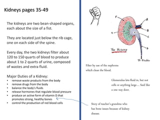 The kidneys are two bean-shaped organs,
each about the size of a fist.
They are located just below the rib cage,
one on each side of the spine.
Every day, the two kidneys filter about
120 to 150 quarts of blood to produce
about 1 to 2 quarts of urine, composed
of wastes and extra fluid.
Major Duties of a Kidney:
• remove waste products from the body
• remove drugs from the body
• balance the body's fluids
• release hormones that regulate blood pressure
• produce an active form of vitamin D that
promotes strong, healthy bones
• control the production of red blood cells
Kidneys pages 35-49
Story of teacher’s grandma who
has bone issues because of kidney
disease.
Filter by use of the nephrons
which clean the blood.
Glomerulus lets fluid in, but not
cells or anything large…. Said like
a one way door.
 