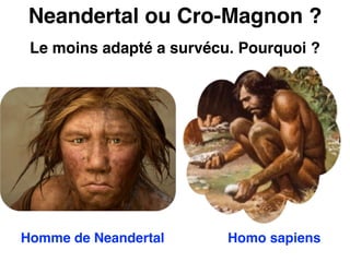 Neandertal ou Cro-Magnon ?
Le moins adapté a survécu. Pourquoi ?
Homme de Neandertal Homo sapiens
 