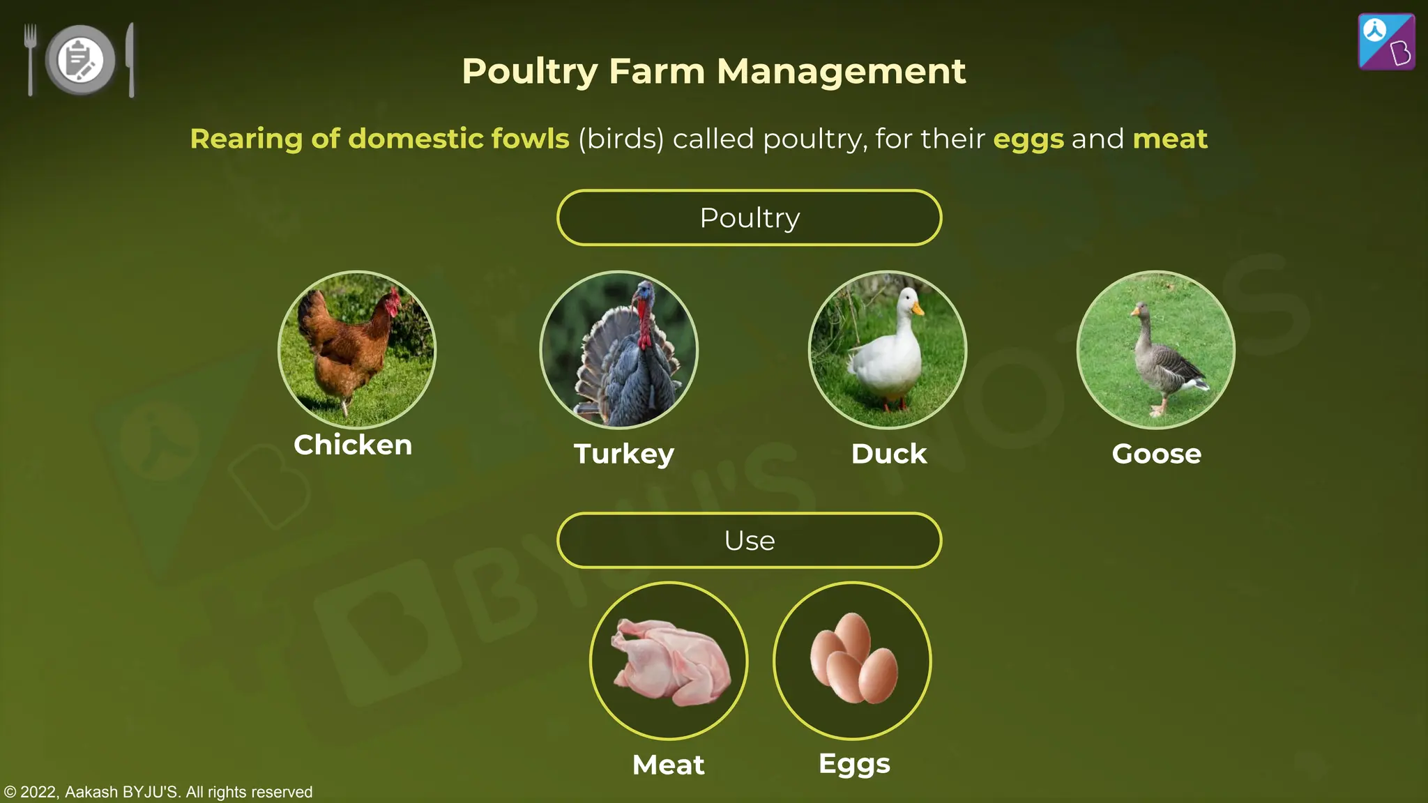 © 2022, Aakash BYJU'S. All rights reserved
Rearing of domestic fowls (birds) called poultry, for their eggs and meat
Poultry
Chicken Duck
Turkey Goose
Use
Meat Eggs
Poultry Farm Management
 