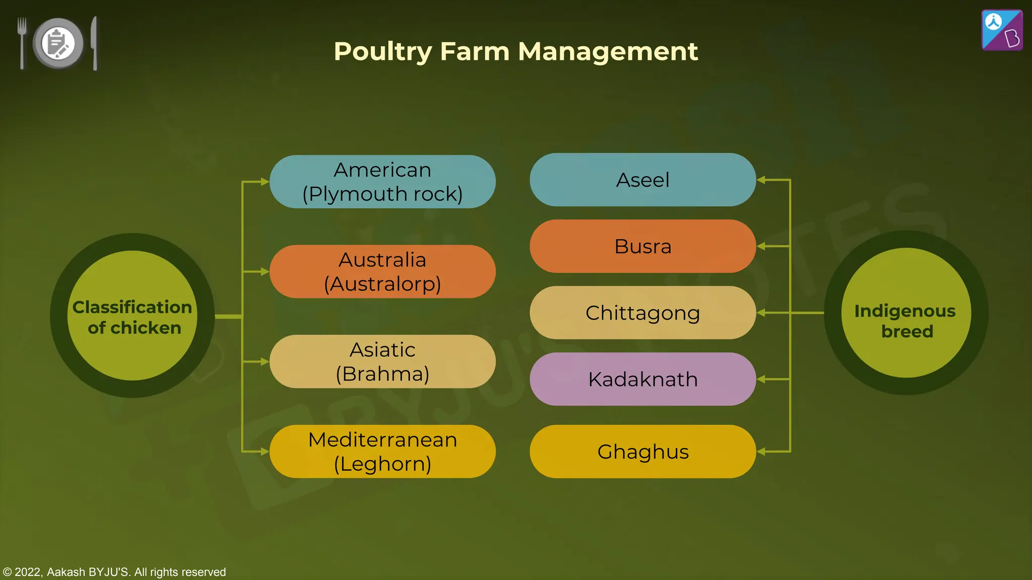 © 2022, Aakash BYJU'S. All rights reserved
Poultry Farm Management
American
(Plymouth rock)
Australia
(Australorp)
Asiatic
(Brahma)
Mediterranean
(Leghorn)
Aseel
Busra
Chittagong
Kadaknath
Ghaghus
Classification
of chicken
Indigenous
breed
 