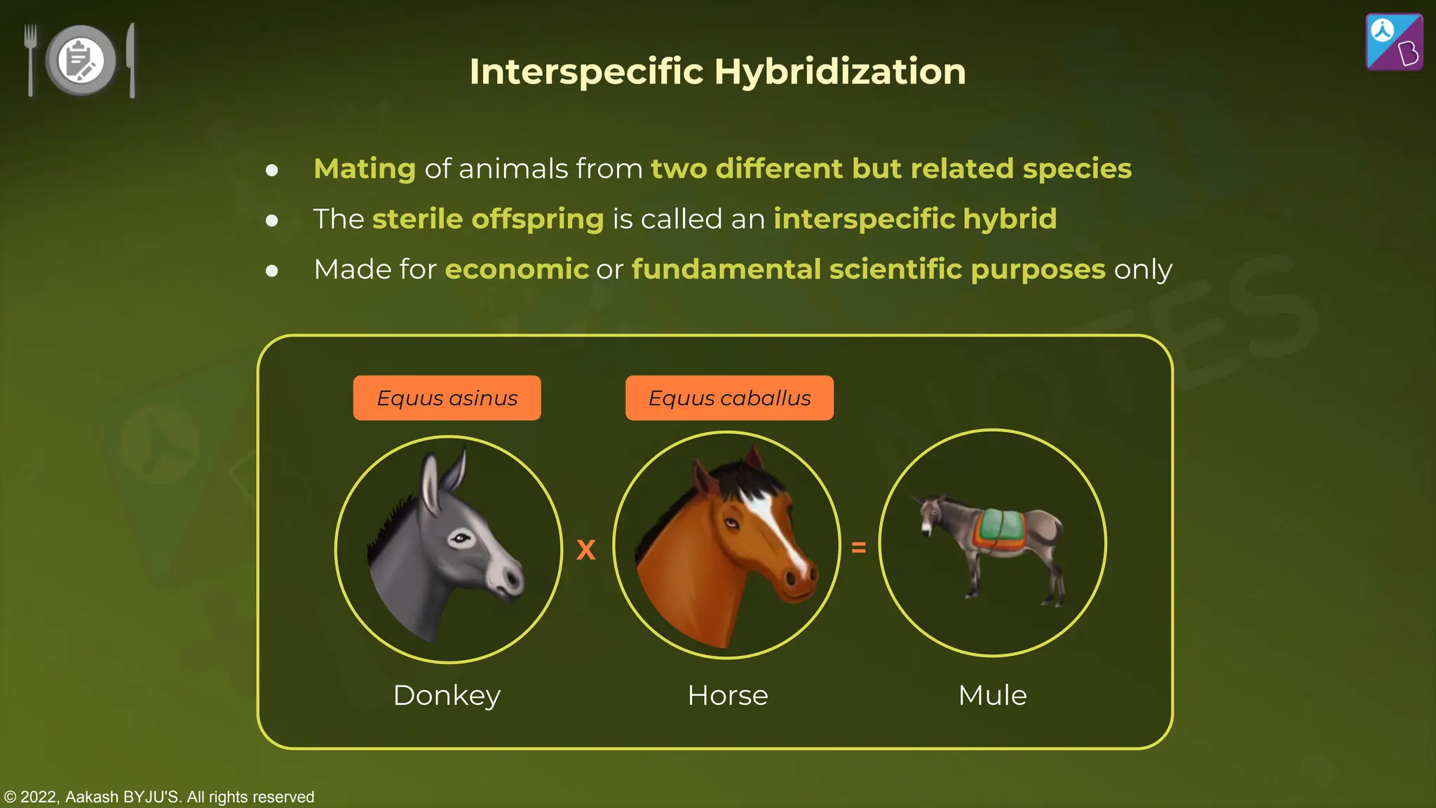 © 2022, Aakash BYJU'S. All rights reserved
● Mating of animals from two different but related species
● The sterile offspring is called an interspecific hybrid
● Made for economic or fundamental scientific purposes only
Interspecific Hybridization
X =
Donkey Horse Mule
Equus asinus Equus caballus
 