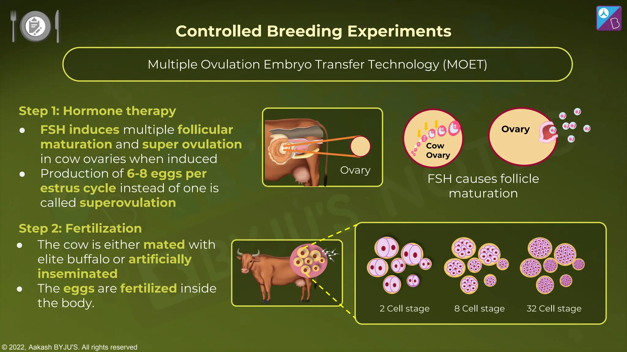 © 2022, Aakash BYJU'S. All rights reserved
Multiple Ovulation Embryo Transfer Technology (MOET)
Ovary
Step 1: Hormone therapy
Cow
Ovary
● FSH induces multiple follicular
maturation and super ovulation
in cow ovaries when induced
● Production of 6-8 eggs per
estrus cycle instead of one is
called superovulation
FSH causes follicle
maturation
Step 2: Fertilization
● The cow is either mated with
elite buffalo or artificially
inseminated
● The eggs are fertilized inside
the body. 2 Cell stage 8 Cell stage 32 Cell stage
Controlled Breeding Experiments
 