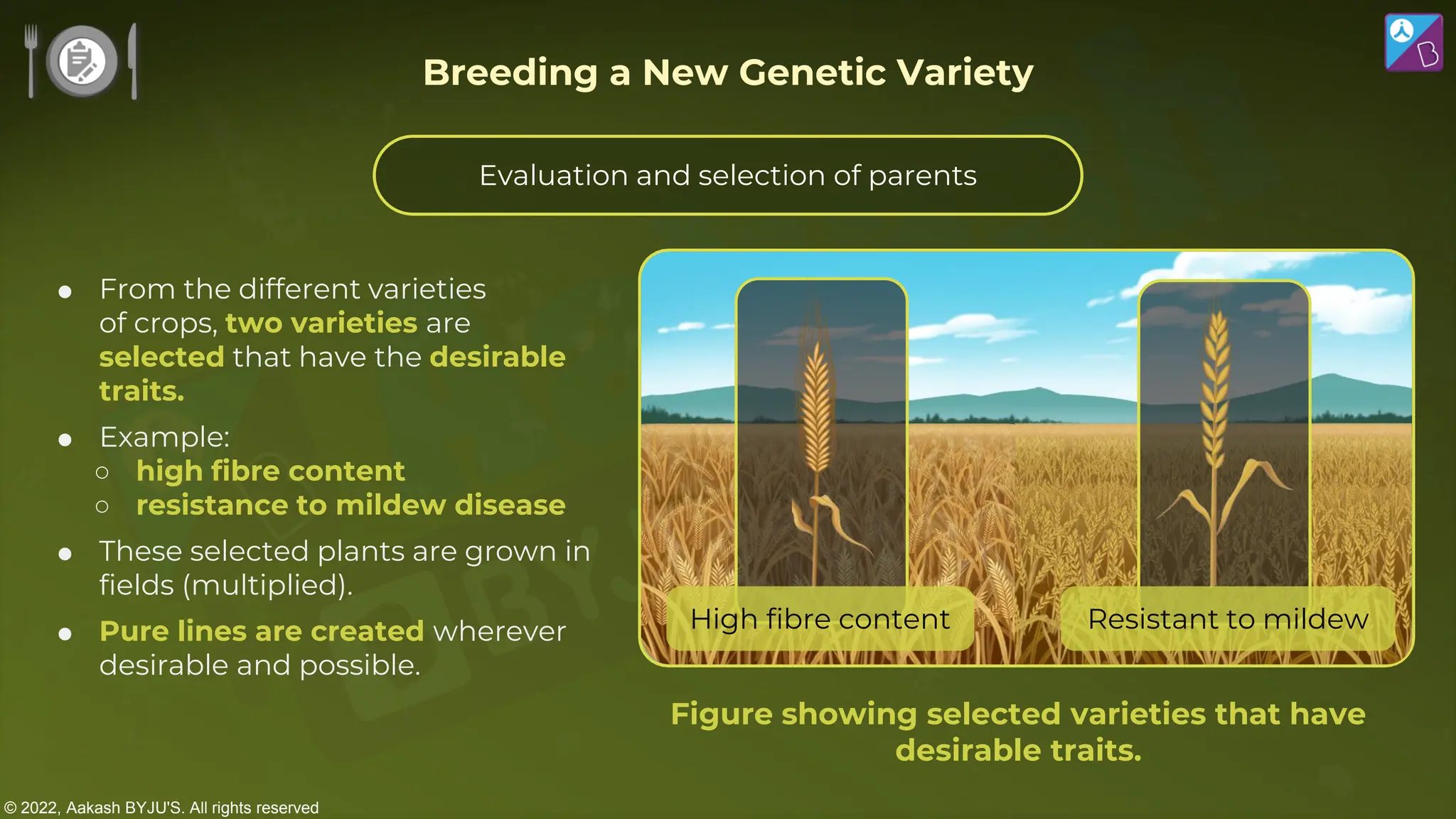 © 2022, Aakash BYJU'S. All rights reserved
 From the different varieties
of crops, two varieties are
selected that have the desirable
traits.
 Example:
○ high fibre content
○ resistance to mildew disease
 These selected plants are grown in
fields (multiplied).
 Pure lines are created wherever
desirable and possible.
Figure showing selected varieties that have
desirable traits.
Evaluation and selection of parents
Resistant to mildew
High fibre content
Breeding a New Genetic Variety
 