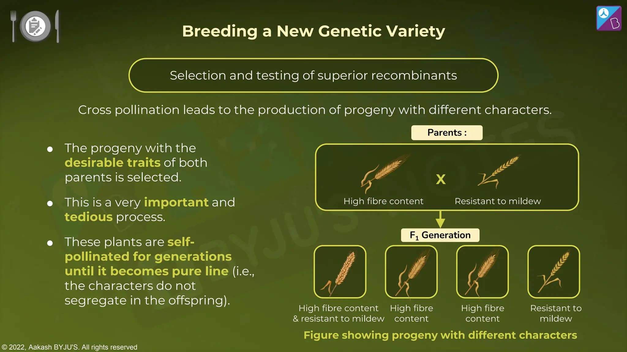 © 2022, Aakash BYJU'S. All rights reserved
 The progeny with the
desirable traits of both
parents is selected.
 This is a very important and
tedious process.
 These plants are self-
pollinated for generations
until it becomes pure line (i.e.,
the characters do not
segregate in the offspring).
Cross pollination leads to the production of progeny with different characters.
X
High fibre content Resistant to mildew
High fibre content
& resistant to mildew
High fibre
content
High fibre
content
Resistant to
mildew
F1 Generation
Parents :
Figure showing progeny with different characters
Breeding a New Genetic Variety
Selection and testing of superior recombinants
 