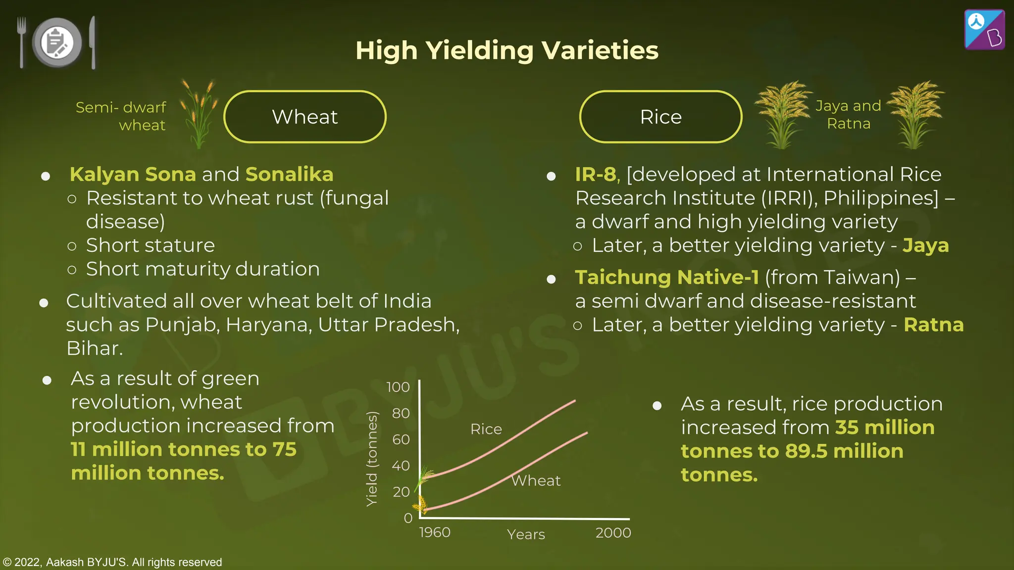 © 2022, Aakash BYJU'S. All rights reserved
Wheat Rice
Semi- dwarf
wheat
 Kalyan Sona and Sonalika
○ Resistant to wheat rust (fungal
disease)
○ Short stature
○ Short maturity duration
 Cultivated all over wheat belt of India
such as Punjab, Haryana, Uttar Pradesh,
Bihar.
 IR-8, [developed at International Rice
Research Institute (IRRI), Philippines] –
a dwarf and high yielding variety
○ Later, a better yielding variety - Jaya
 Taichung Native-1 (from Taiwan) –
a semi dwarf and disease-resistant
○ Later, a better yielding variety - Ratna
Jaya and
Ratna
 As a result of green
revolution, wheat
production increased from
11 million tonnes to 75
million tonnes.
 As a result, rice production
increased from 35 million
tonnes to 89.5 million
tonnes.
High Yielding Varieties
0
1960 2000
Years
Yield
(tonnes)
20
40
60
80
100
Wheat
Rice
 