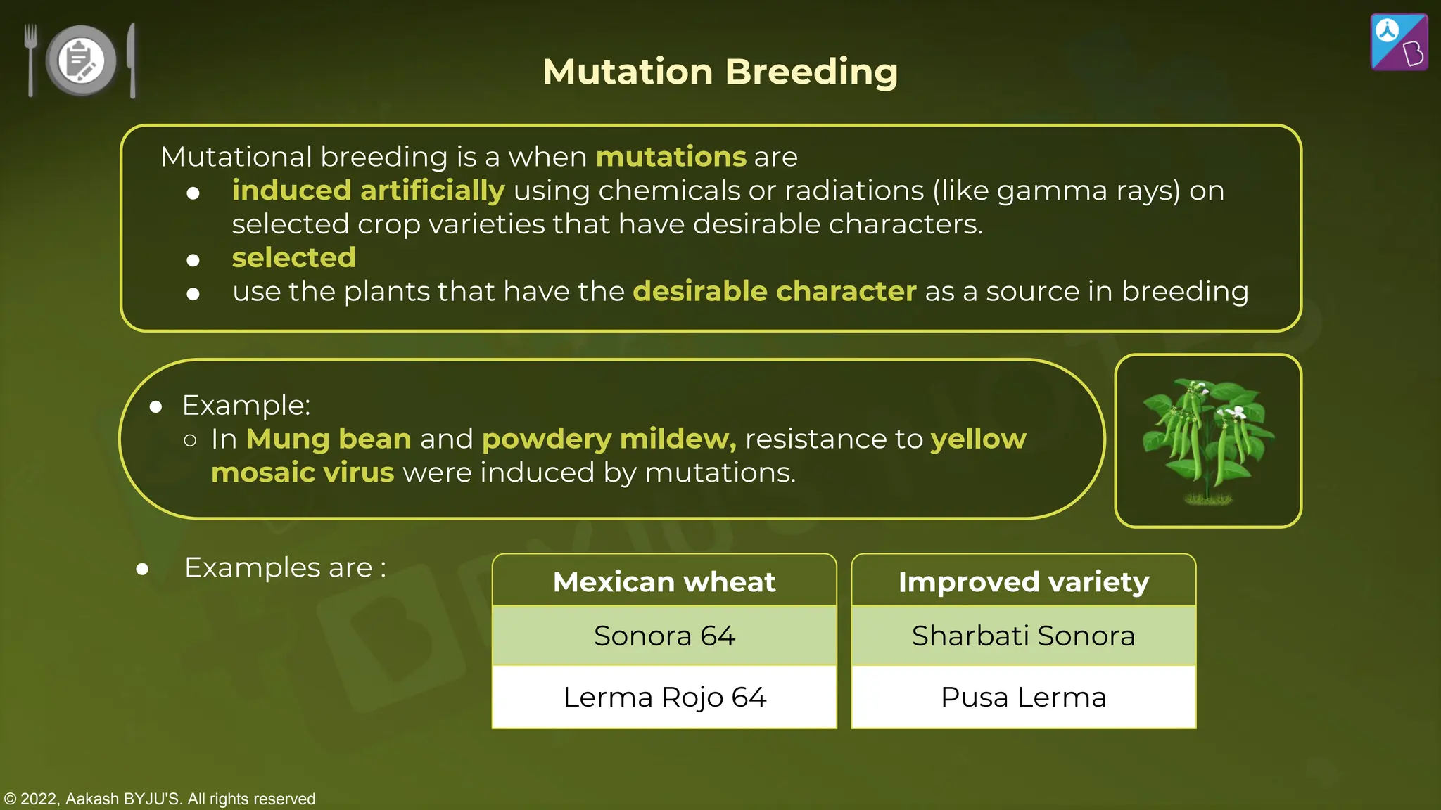 © 2022, Aakash BYJU'S. All rights reserved
Mutational breeding is a when mutations are
 induced artificially using chemicals or radiations (like gamma rays) on
selected crop varieties that have desirable characters.
 selected
 use the plants that have the desirable character as a source in breeding
● Examples are :
Mutation Breeding
● Example:
○ In Mung bean and powdery mildew, resistance to yellow
mosaic virus were induced by mutations.
Improved variety
Sharbati Sonora
Pusa Lerma
Mexican wheat
Sonora 64
Lerma Rojo 64
 