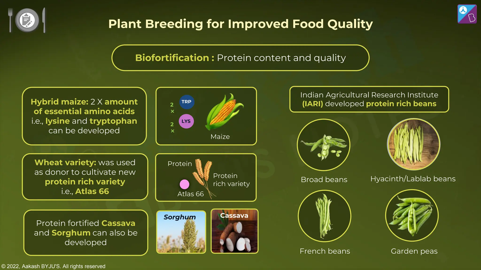 © 2022, Aakash BYJU'S. All rights reserved
Hybrid maize: 2 X amount
of essential amino acids
i.e., lysine and tryptophan
can be developed
Wheat variety: was used
as donor to cultivate new
protein rich variety
i.e., Atlas 66
Protein fortified Cassava
and Sorghum can also be
developed
TRP
2
×
2
×
LYS
Maize
Protein
Atlas 66
Protein
rich variety
Sorghum Cassava
Indian Agricultural Research Institute
(IARI) developed protein rich beans
Broad beans
French beans Garden peas
Hyacinth/Lablab beans
Biofortification : Protein content and quality
Plant Breeding for Improved Food Quality
 