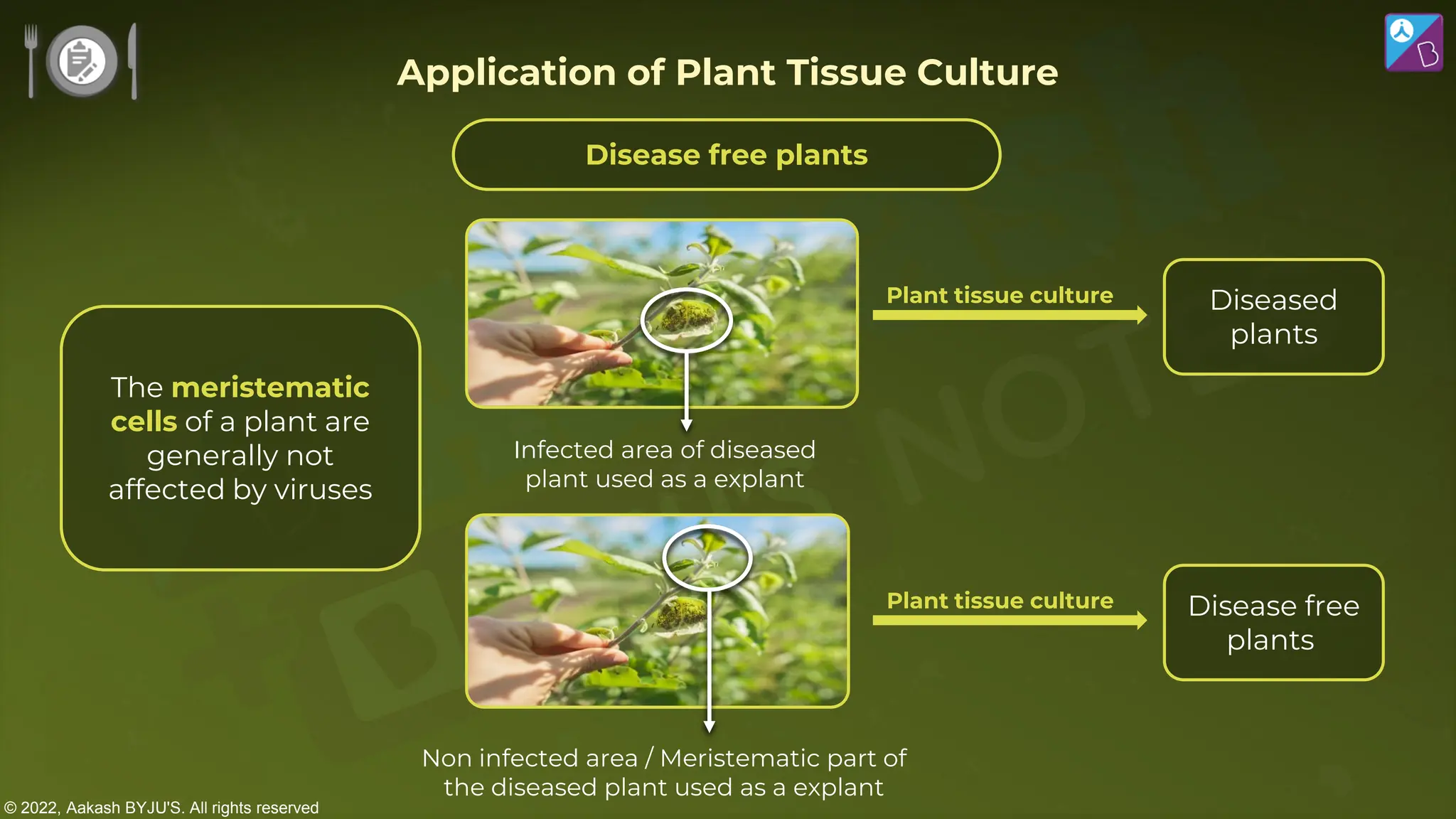 © 2022, Aakash BYJU'S. All rights reserved
The meristematic
cells of a plant are
generally not
affected by viruses
Disease free plants
Diseased
plants
Infected area of diseased
plant used as a explant
Plant tissue culture
Disease free
plants
Non infected area / Meristematic part of
the diseased plant used as a explant
Plant tissue culture
Application of Plant Tissue Culture
 