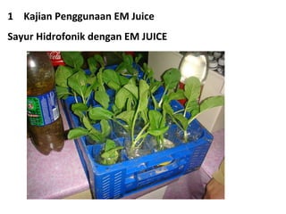 <ul><li>Kajian Penggunaan EM Juice </li></ul><ul><li>Sayur Hidrofonik dengan EM JUICE </li></ul>