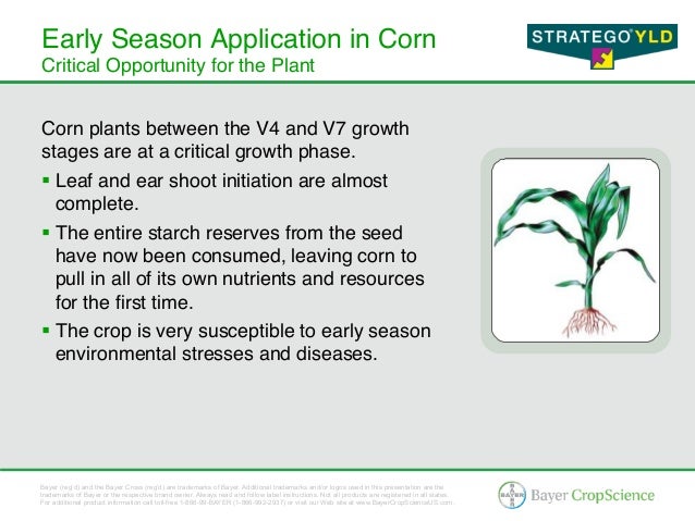 Stratego® YLD - Corn & Soybean Fungicide