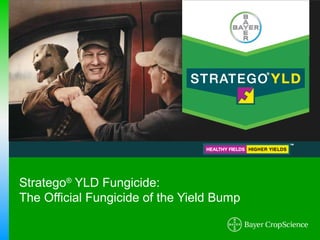 Stratego® YLD Fungicide:
The Official Fungicide of the Yield Bump
 