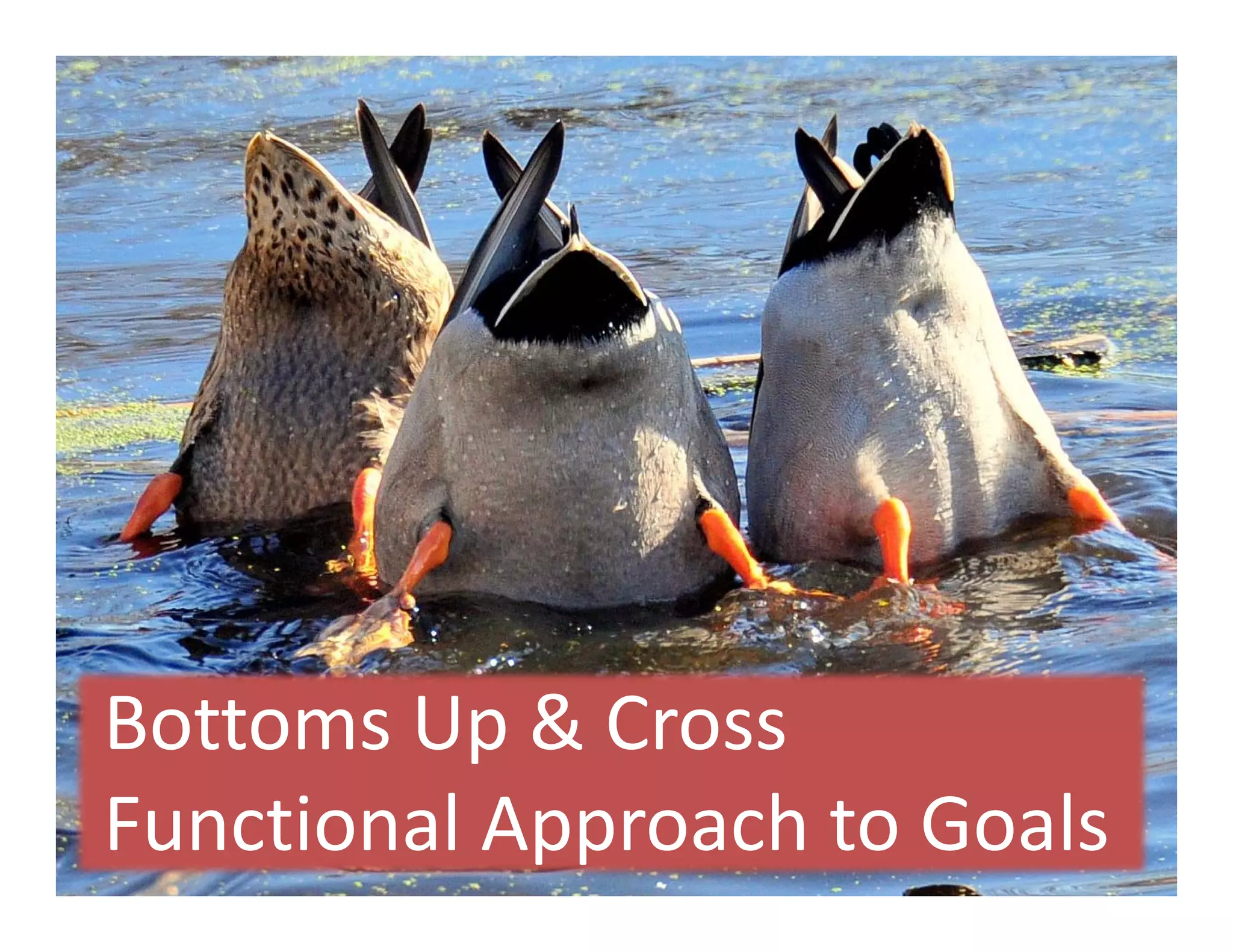 Bottoms Up & Cross                     
Functional Approach to Goals
 