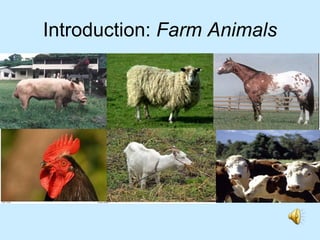 Introduction:  Farm Animals 
