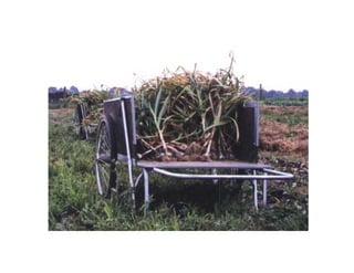 Stratford Vernal Pool Presentation 2 09