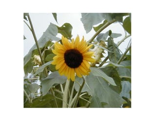 Stratford Vernal Pool Presentation 2 09