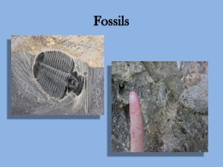 Fossils

 