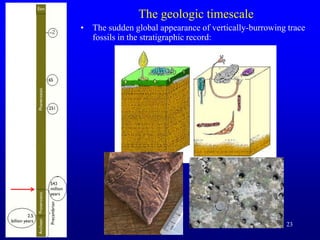 23
The geologic timescale
• The sudden global appearance of vertically-burrowing trace
fossils in the stratigraphic record:
 
