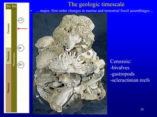 28
The geologic timescale
• …major, first-order changes in marine and terrestrial fossil assemblages…
Cenozoic:
-bivalves
-gastropods
-scleractinian reefs
 