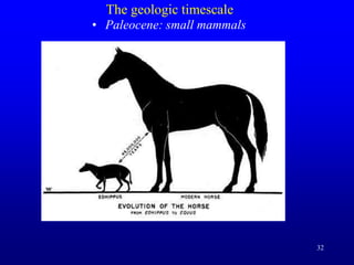 32
The geologic timescale
• Paleocene: small mammals
 