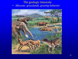 34
The geologic timescale
• Miocene: grasslands, grazing behavior
 