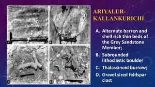ARIYALUR-
KALLANKURICHI
A. Alternate barren and
shell rich thin beds of
the Grey Sandstone
Member;
B. Subrounded
lithoclastic boulder
C. Thalassinoid burrow;
D. Gravel sized feldspar
clast
 