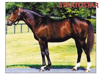 STRATOSTAR 