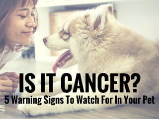 Is It Cancer? 5 Warning Signs To Watch For In Your Pet